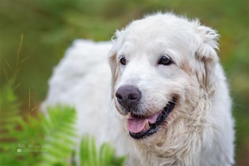 2020_08_30_FotoshootingWahnerHeideLuna