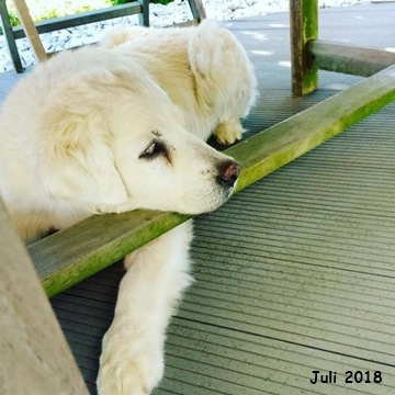 Luna Juli
                2018