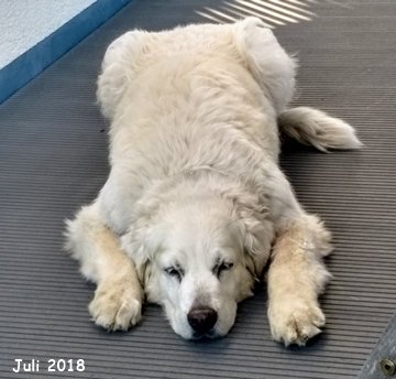 Luna Juli
                2018